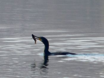 Swan swimming in water