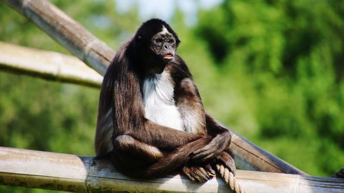 Monkey sitting on wood against trees at zoo