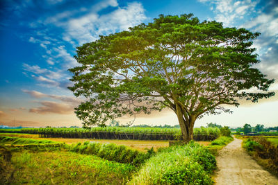 Trees on field against sky