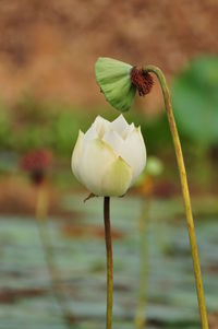 Close-up of white flowering plant