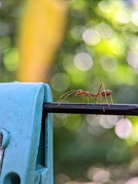 Close-up of weaver ant.