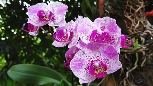 Close-up of pink orchid flower
