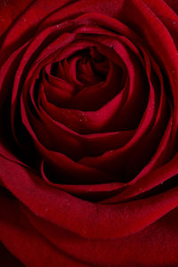 Close-up of red rose