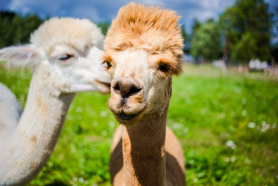 Close-up portrait of sheep on field