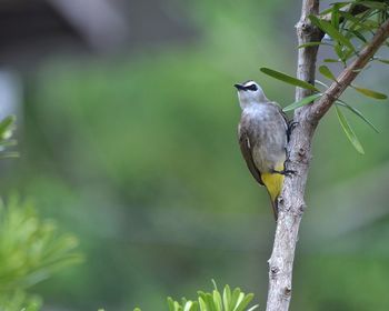 Close-up of bird perching on tree