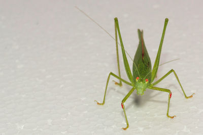 Close-up of insect on leaf