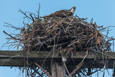 Low angle view of bird nest on tree against sky
