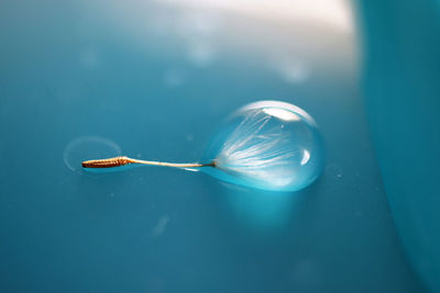 High angle view of dandelion seed in a water droplet