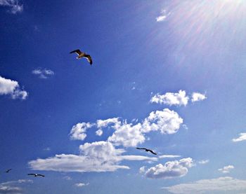 Low angle view of bird flying in sky