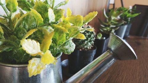 Close-up of plant in water can by succulent plant on table