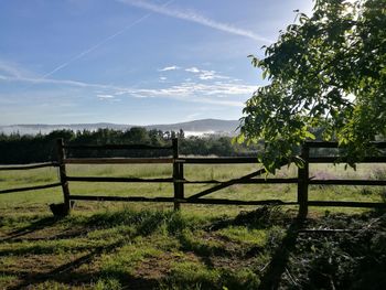 Trees on field against sky