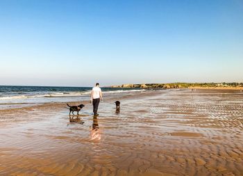 Rear view of man with dogs walking on beach against sky