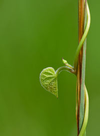 Close-up of leaf on vine