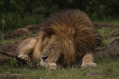 Lion sleeping on grass