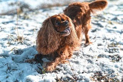 Close-up of dog on snow covered land