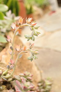 Close-up of succulent plant