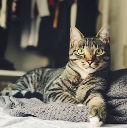 Close-up portrait of a cat resting