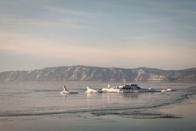 View of birds on sea against sky