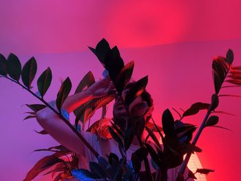 Close-up of pink flowering plant against sky during sunset