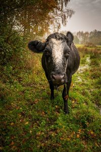 Portrait of horse standing on field