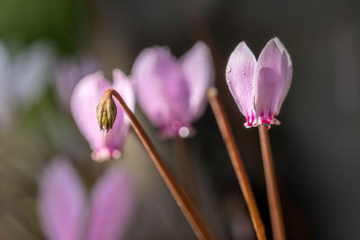 Close-up of pink crocus flowers