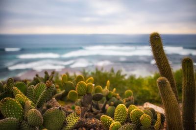 Cactus overlooking ocean at swamis garden in encinitas, san diego, california
