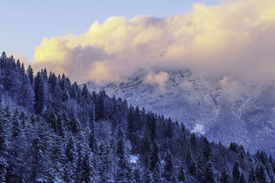 Low angle view of snow covered trees