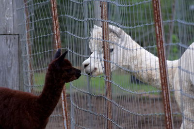 Alpaca in cage at farm