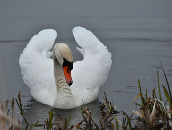 Close-up of swan swimming on lake