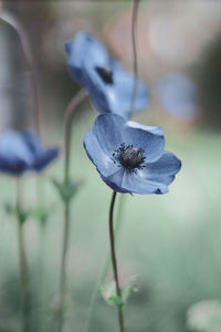 Close-up of wilted flower against blurred background