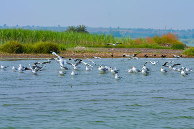 Flock of birds in sea against clear sky