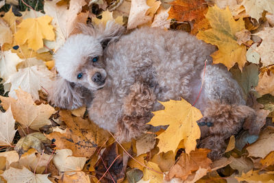 High angle view of dog