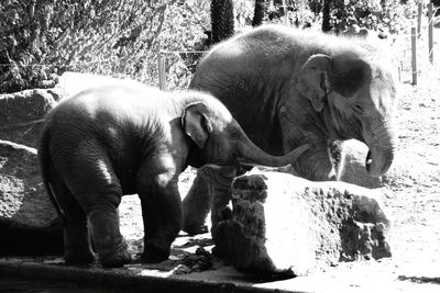 Elephant in zoo