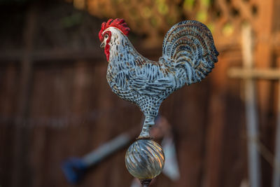 Close-up of rooster