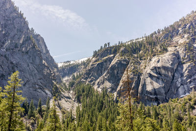 Scenic view of pine trees and mountains against sky