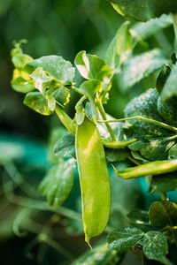 Close-up of plant