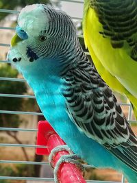 Close-up of parrot in cage