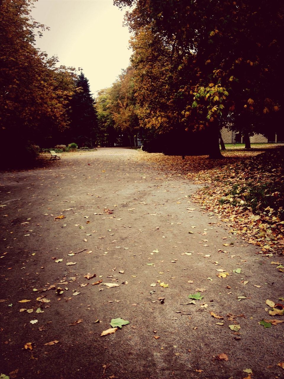 tree, the way forward, transportation, road, asphalt, surface level, leaf, street, diminishing perspective, autumn, tranquility, vanishing point, nature, fallen, growth, empty, tranquil scene, outdoors, change, footpath