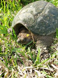 Close-up of a turtle in field