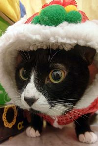 Close-up portrait of cat