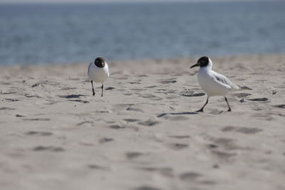 Seagulls on beach