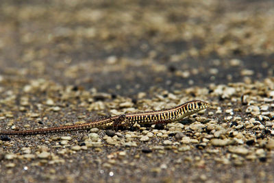 Close-up of lizard