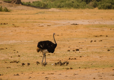 African ostrich in the savanna of in zimbabwe, south africa