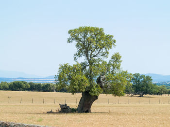 Tree on field against clear sky