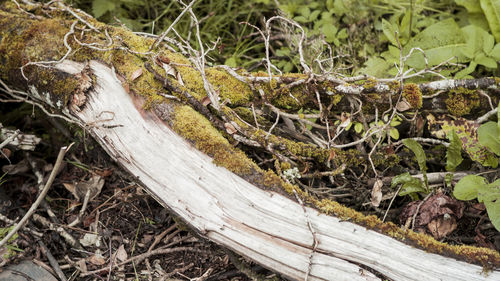 Close-up of tree trunk