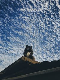 Low angle view of cat sitting against sky