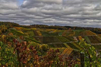 Scenic view of vineyard against sky