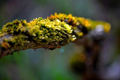 Close-up of yellow flower