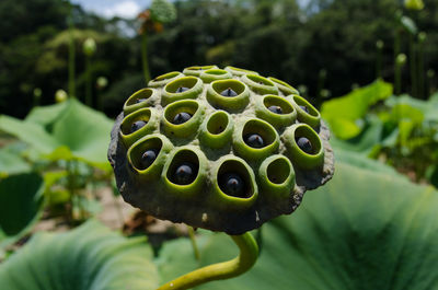 Close-up of dry lotus pod