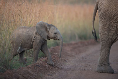 Elephant in a field